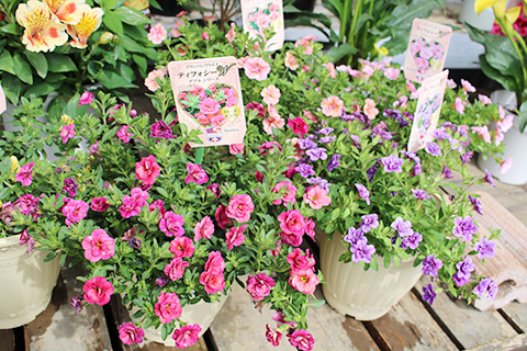 カリブラコア・ティフォシーW