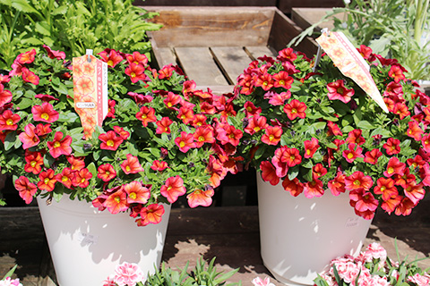 カリブラコア・ウノBakari