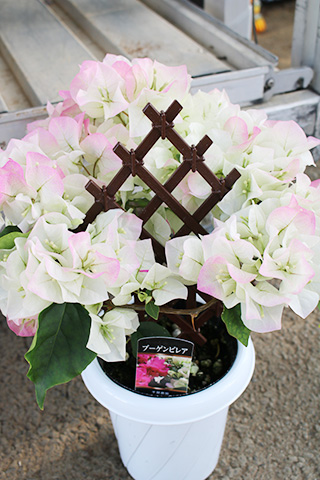 ブーゲンビレア