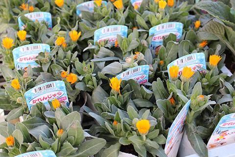 耐寒かれんじゅら