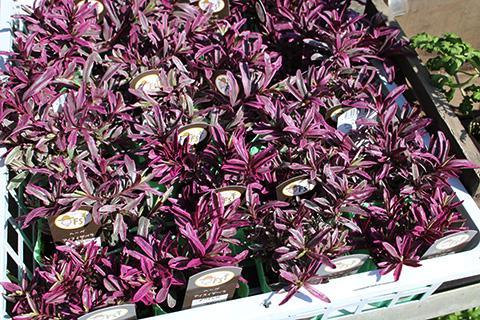 ヘーベ・アイスイザベラ