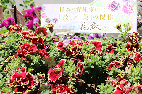 ペチュニア・花衣・茜染