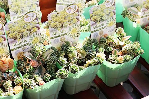 セダム・アトランティス