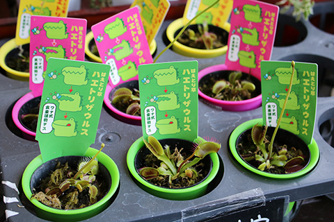 はえとり草・ハエトリザウルス