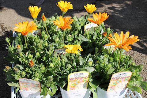 ディモルフォセカ・おひさまのマーチ