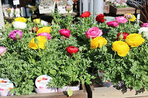 ラナンキュラス・スプリンクル