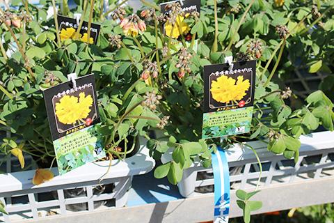 八重咲き黄花オキザリス