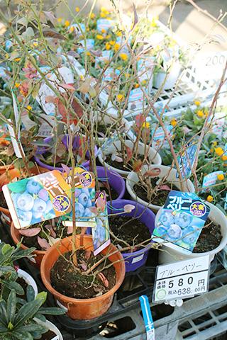 ブルーベリー大実