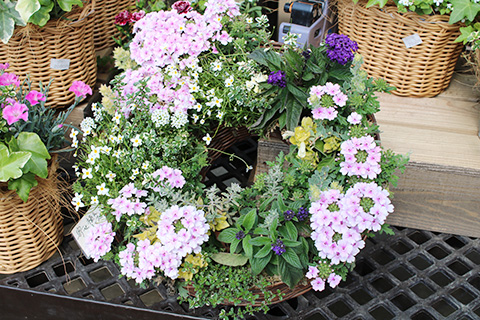 寄せ植えリースアレンジ