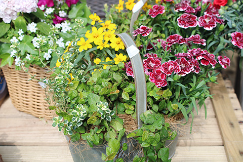 寄せ植えカゴアレンジ