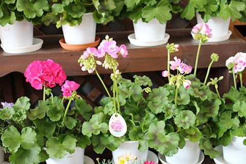 ゼラニウム・クオリティ