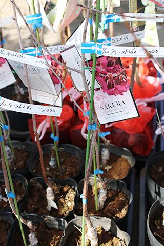 ファーストレディ桜