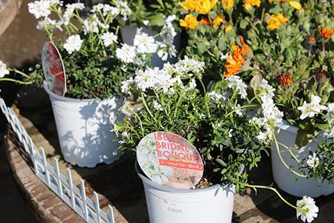 イベリス・ブライダルブーケ