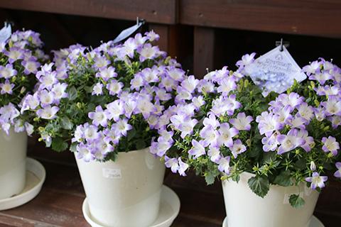 カンパニュラ・ファンシーミー