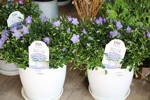 カンパニュラ・メリーベル