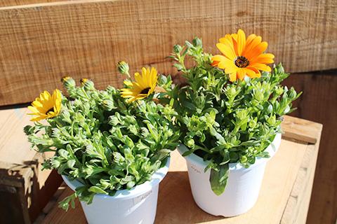 ディモルフォセカ