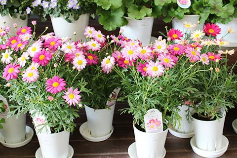 マーガレット・バブルガムブラスト