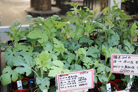 接木スイカ各種