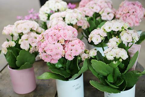 クイーンローズ・クララ