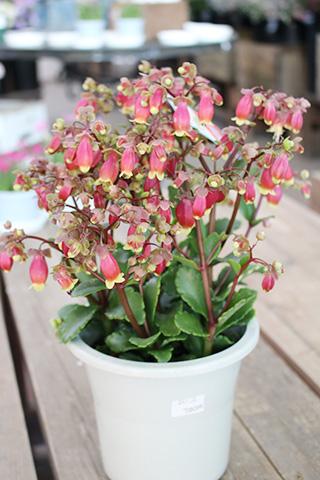 カランコエ・ウエンディー