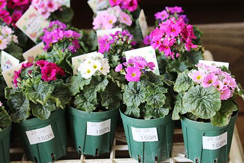 手乗りメラコ・プリムラマラコイデス