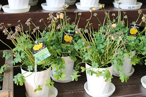 八重咲き黄花オキザリス