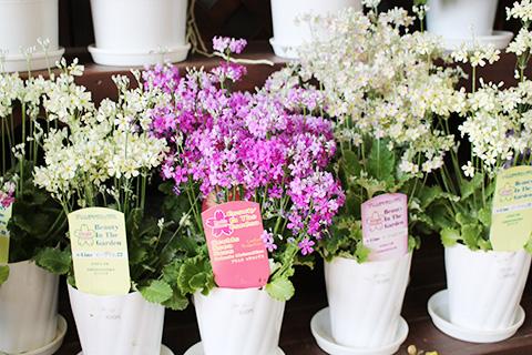 プリムラマラコイデス