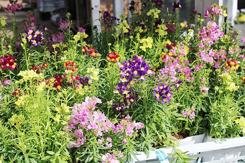 リナリア・グッピー