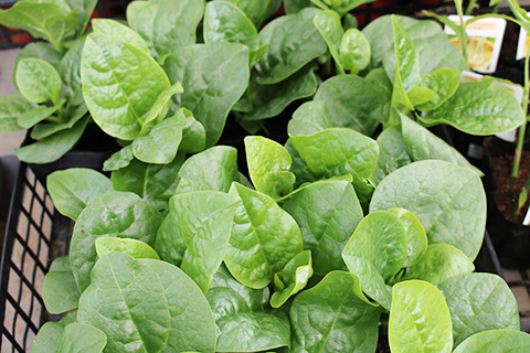 つるむらさき