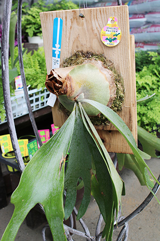 コウモリラン