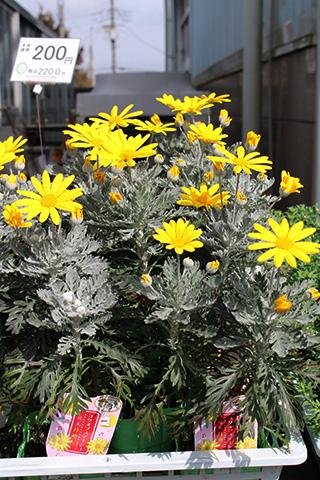 ユリオプスデージー・花天月地