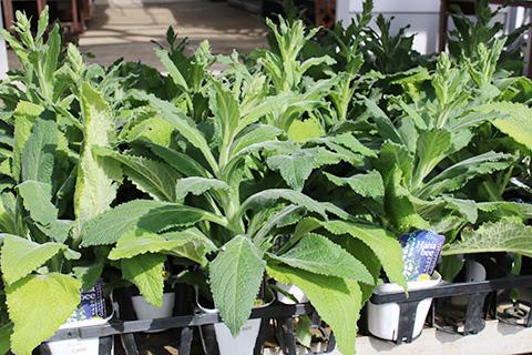 ジキタリス・ハイブリッドHanabee