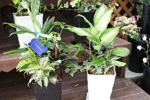 観葉植物寄せ植え