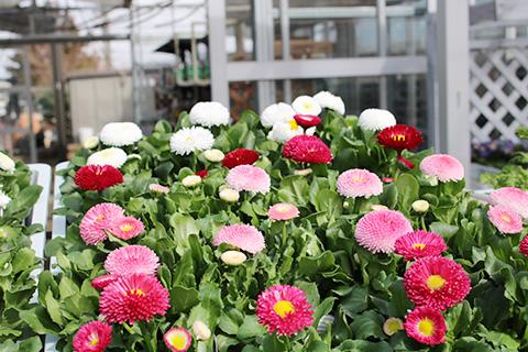 デージー・タッソー