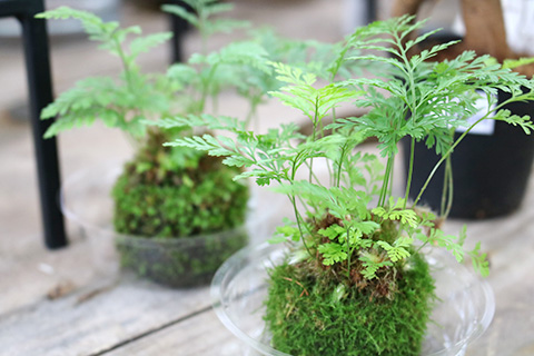 苔玉
