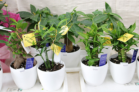 敬老の日・ミニ観葉植物