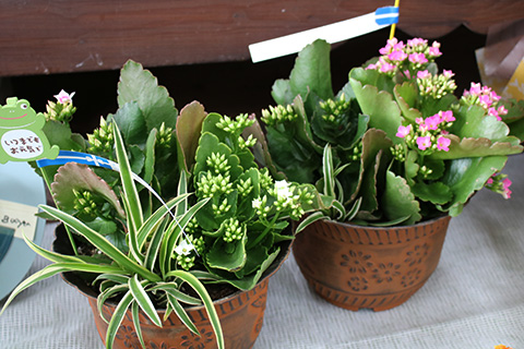 敬老の日・寄せ植えアレンジ