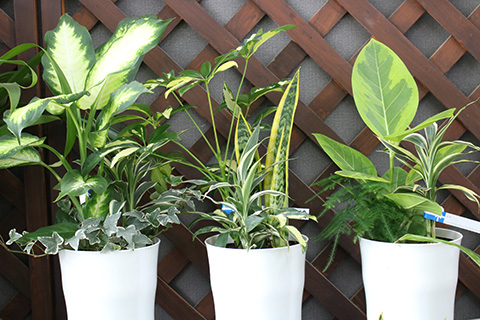 敬老の日・観葉植物寄せ植えアレンジ