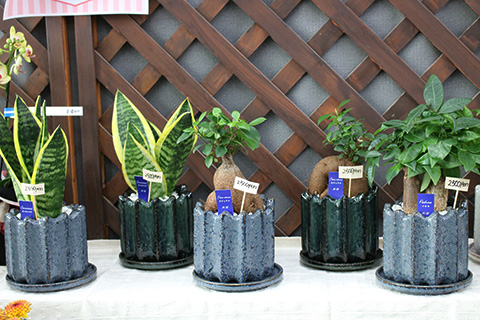 敬老の日・観葉植物