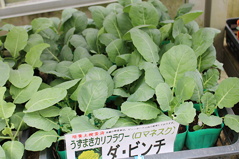 うずまきカリフラワー・ロマネスク・ダビンチ