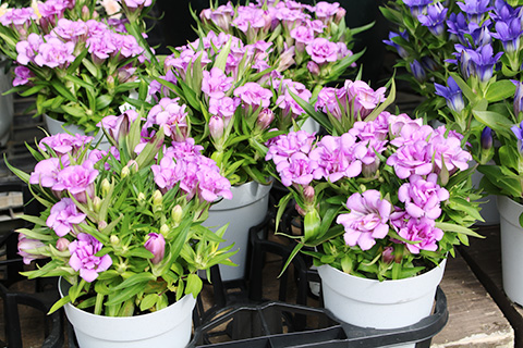 リンドウ・あしろブーケロゼ