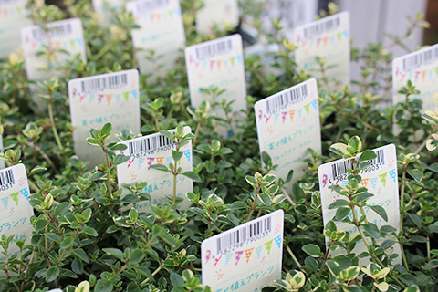 寄せ植えプランツ・フォックスリータイム