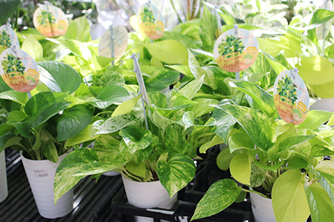 ポトスミックス植え