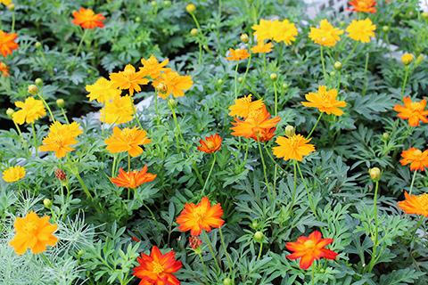 黄花コスモス