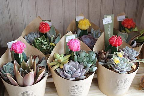 多肉植物寄せ植え