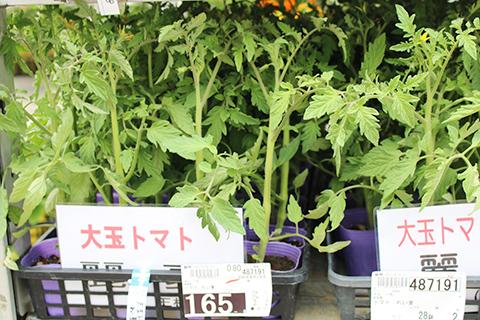 大玉トマト麗夏