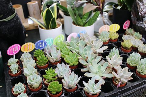 ミニ多肉植物