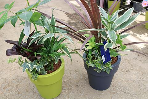観葉植物寄せ植え