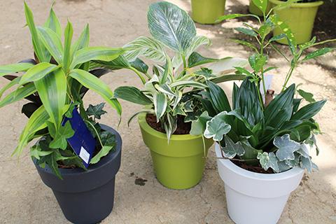 観葉植物寄せ植え