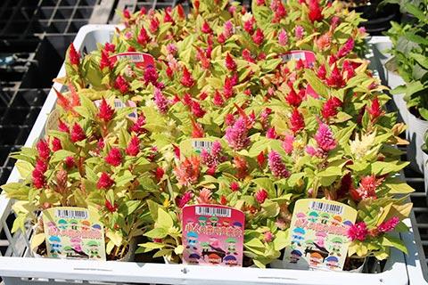 ケイトウ・小人の森の音楽会